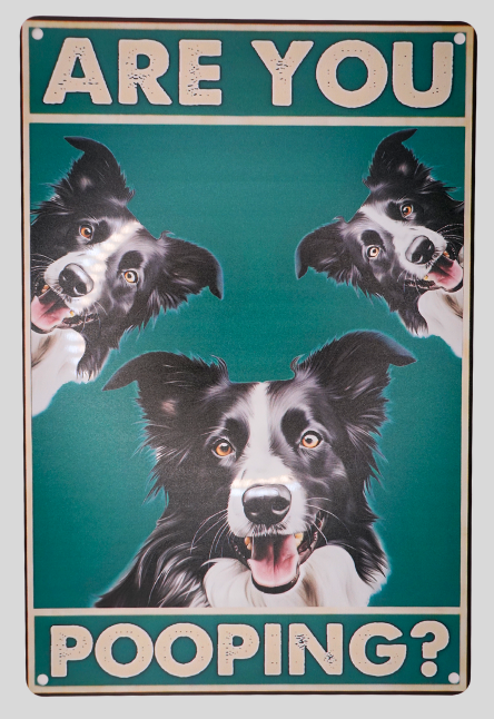 Are You Pooping? Border Collie