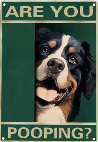 Are You Pooping? Bernese Mountain Dog