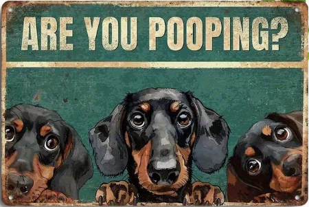 Are you Pooping? Dachshund