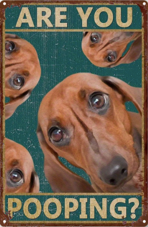 Are you Pooping? Dachshund